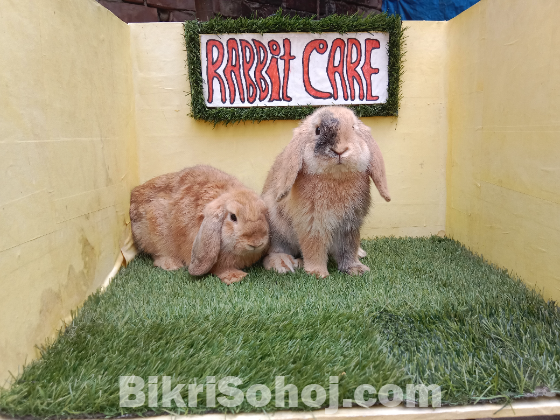 Holland lop/বিদেশি খরগোশ